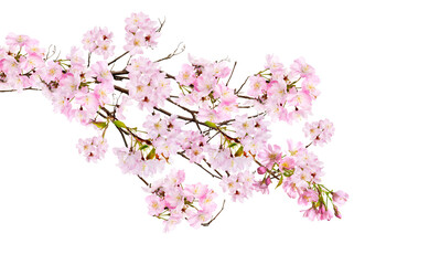 Wall Mural - Fresh bright pink cherry blossom flowers on a tree branch in spring, sakura springtime season, isolated against a transparent background.	