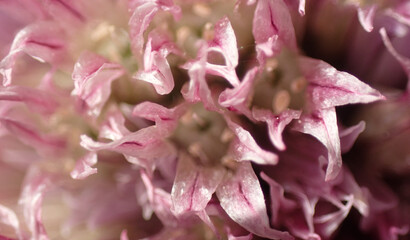 Wall Mural - detail of garlic flower