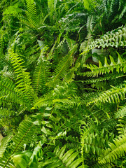 Canvas Print - green fern texture