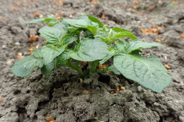 Wall Mural - small potato plant in the spring