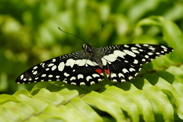 Wall Mural - The Lime Butterfly, scientifically known as Papilio demoleus malayanus, is a subspecies of the Common Lime Butterfly (Papilio demoleus), which belongs to the family Papilionidae.|花鳳蝶