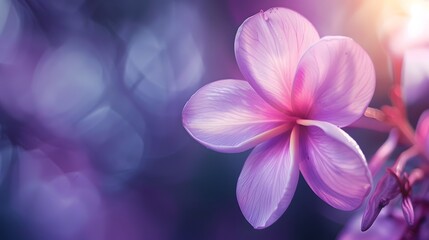 Wall Mural - Blooming Exotic flower, Macro photo. Floral background in violet purple tones with soft selective focus. Image for cards, invitations, banners.
