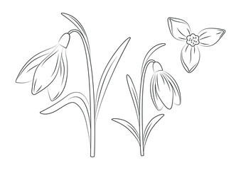 Wall Mural - snowdrop flowers in line art style, hand drawn vector illustration isolated on white background