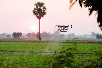 Wall Mural - Agricultural drones for spraying medicine agricultural technology.