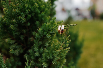 Wall Mural - A pair of gold wedding rings on a green background. Wedding rings of newlyweds on green leaves