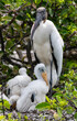A Wood Stork Nurturing its Hatchlings