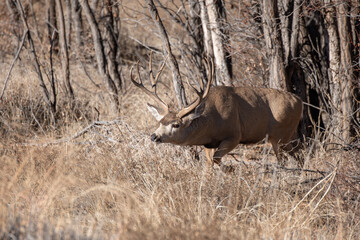 Wall Mural - A Mule Deer Buck Picking up a Scent during the Fall Rut