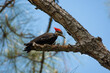 a Female Pileated Woodpecker in a Pine Tree