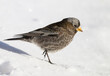 A Gray-crowned Rosy-finch Foraging in Fresh Snow