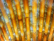Close up macro image of small seashell