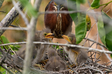 Wall Mural - Green Heron Mother and Chicks in a Well Hidden Nest