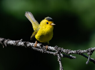 Wall Mural - A Cute Wilson's Warbler Perched on a Branch