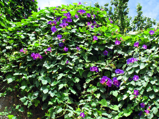 Sticker - The invasive plant blue morning glory (Ipomoea indica) in flower. It is native to tropical regions of America.