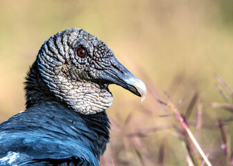 Wall Mural - Up close with a Black Vulture