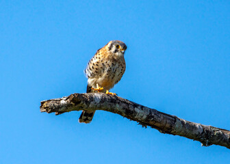 Wall Mural - American Kestrel out on a limb over Clear Creek in Pearland, Texas