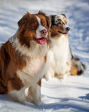 Fototapeta Krajobraz - two dogs Australian Shepherd playing in snow
