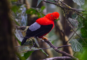 Wall Mural - Andean Cock-of-the-Rock Perched on a Branch in Ecuador's Cloud Forest