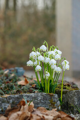 Wall Mural - group of spring snowflakes (leucojum vernum). space for your text.