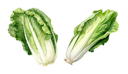 Chinese cabbage, watercolor clipart illustration with isolated background.