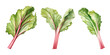 Rhubarb stalk, watercolor clipart illustration with isolated background.