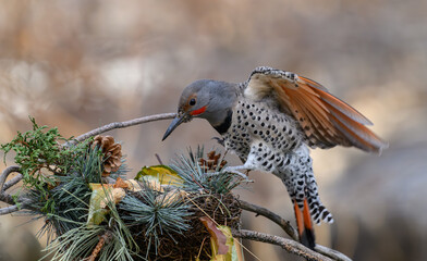 Wall Mural - Northern Flicker Landing on Feeder