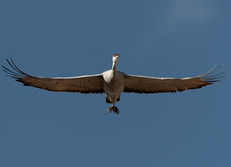 Wall Mural - Sandhill Crane Wingspan