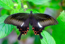 Papilio Polytes,  Common Mormon, Butterfly