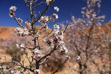 Sticker - Morocco spring almond tree blossom