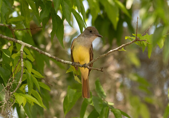 Wall Mural - A Great Crested Flycatcher Perched on a Branch in Florids