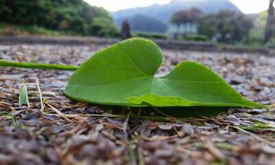 Sticker - leaves on the ground