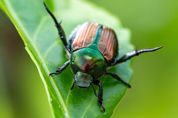 macro photo of a colorful japaneese beetle