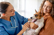 © Prostock-studio - Happy dog examining with female vet during clinic visit