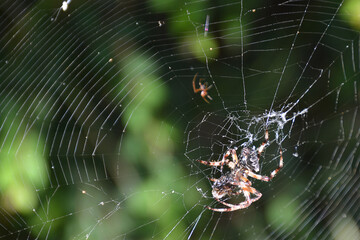 spider on web