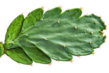 Thornless Green Cactus Leaves (Opuntia Ficus-indica). Cactus Isolated On Transparent Background.