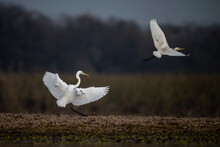 Great Egrets In Wetland 