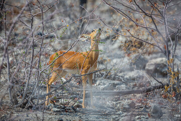 Wall Mural - steenbok (raphicerus campestris) male feeding on the dry thorny thickets of etosha national park, na