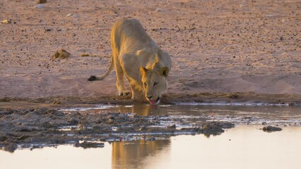 Wall Mural - young male lion (panthera leo) drinking from a well in early morning light