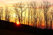 Sonnenuntergang mit orangen Abendhimmel hinter Baumsilhouetten 