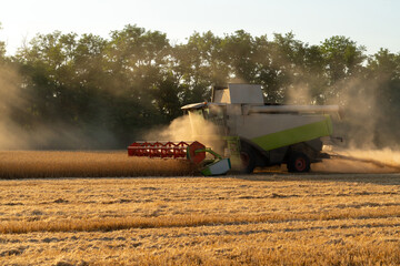 Combine harvester harvests wheat at sunset.