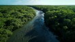 Aerial View of Mangrove Forest in Thailand

