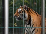 Fototapeta  -  A red tiger sits by a glass fence, looking at visitors