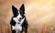  A happy black and white border collie with brown eyes stands on the left and looks into the camera in an autumn field. Close-up portrait of a dog on a beige background.