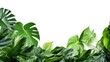 Beautiful green leaves of tropical plants isolated on white background
