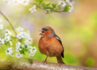 Wall Mural - male finch bird sits in a spring sunny garden among white cherry blossoms and sings