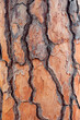 Parasol Pine tree (Pinus pinea) texture background.