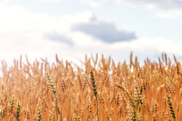 Wall Mural - Wheat field on the background of a blurred sky