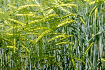 Wall Mural - Fresh spikes of young green wheat on the field. Agriculture scene