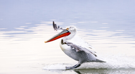 Wall Mural - pelican in flight