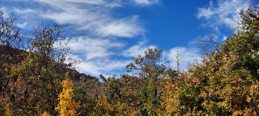 Wall Mural - grass against sky