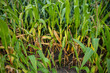Kukurydza, rosnąca kukurydza, kukurydza na polu, kolby kukurydzy